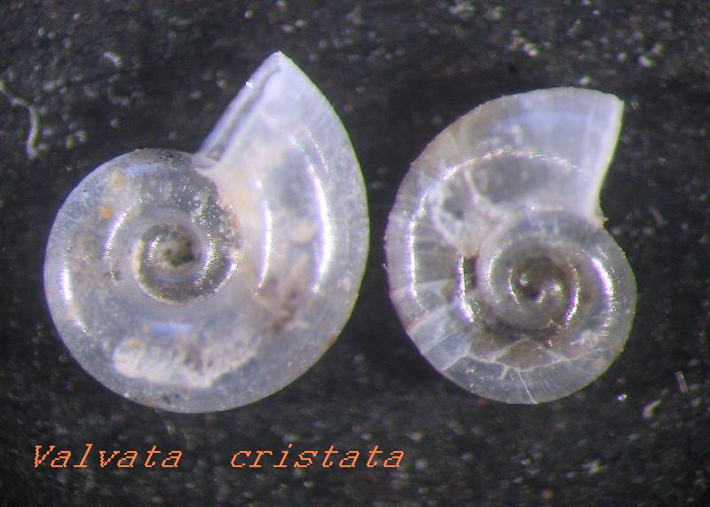 Valvata  cristata  Muller , 1774