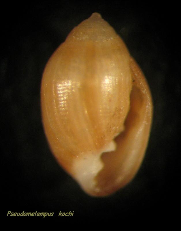 Pseudomelampus  kochi  ( Pallary , 1900 )