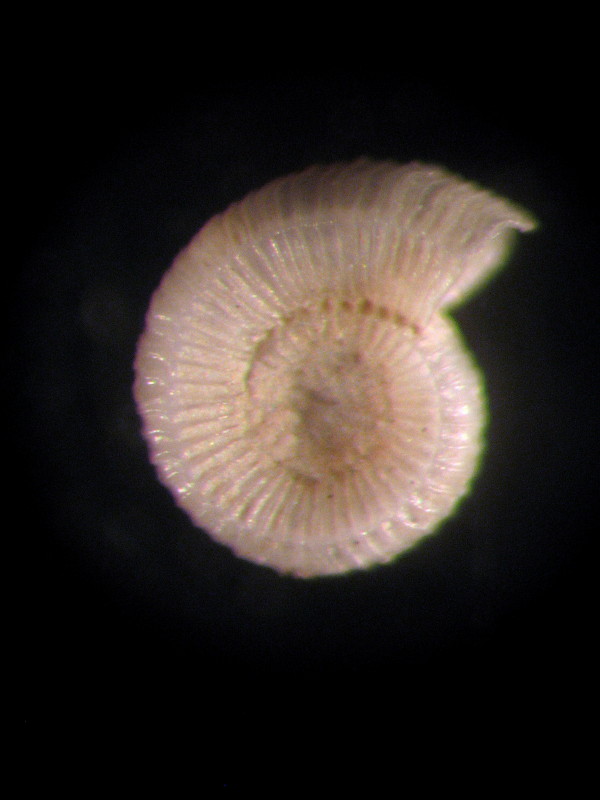 Adeuomphalus ammoniformis