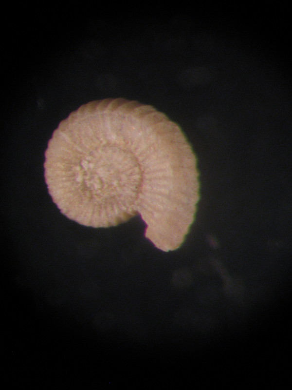 Adeuomphalus ammoniformis