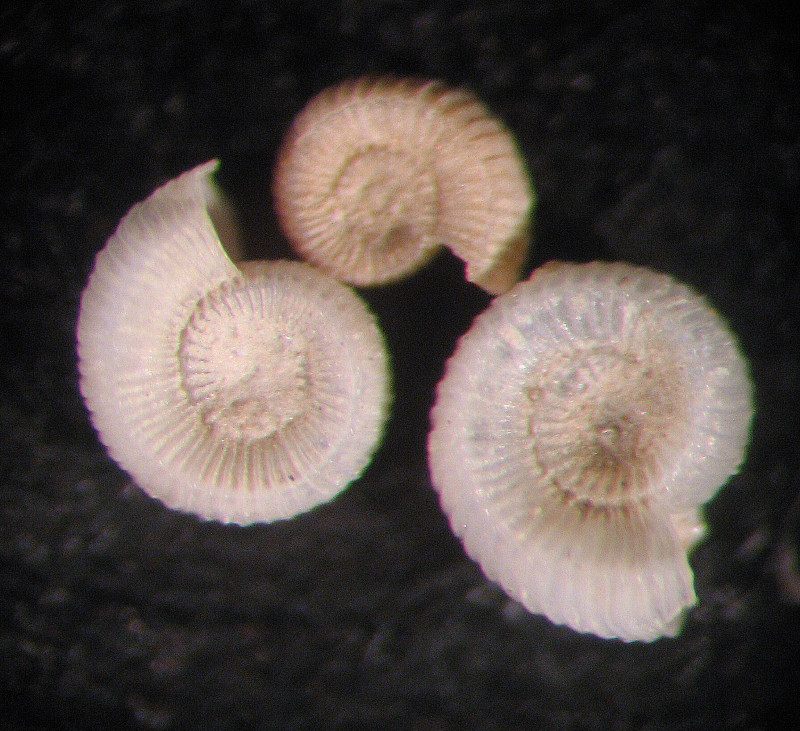 Adeuomphalus ammoniformis