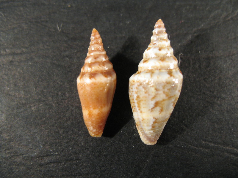 Piccolo Conus teratologico