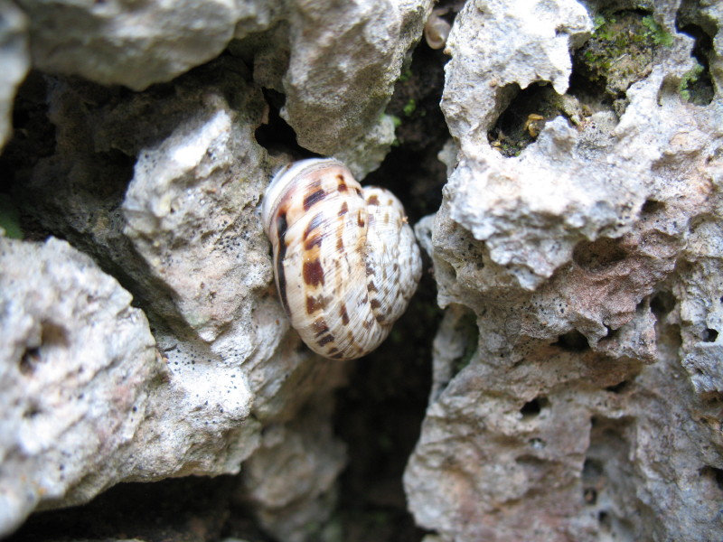 Marmorana (ambigua) saxetana  Monte  Argentario