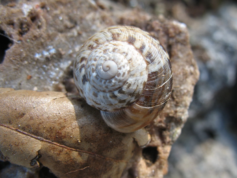 Marmorana (ambigua) saxetana  Monte  Argentario