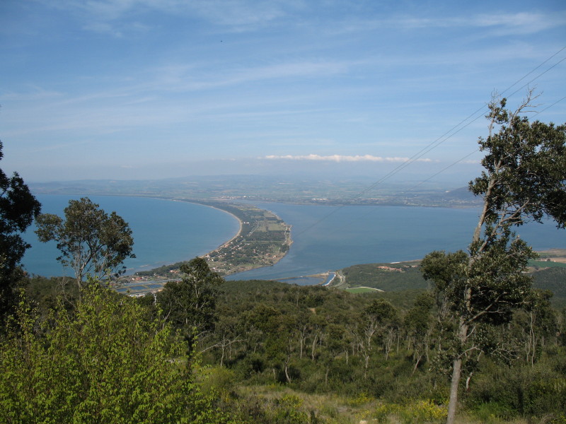 Marmorana (ambigua) saxetana  Monte  Argentario