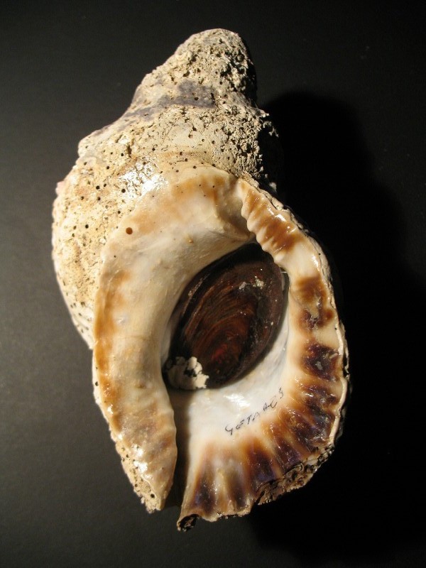 charonia nodifera teratologica