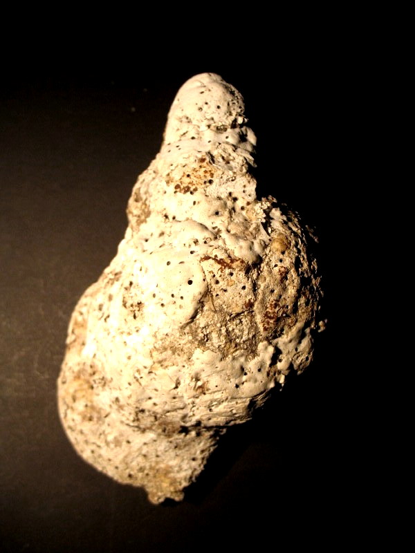 charonia nodifera teratologica