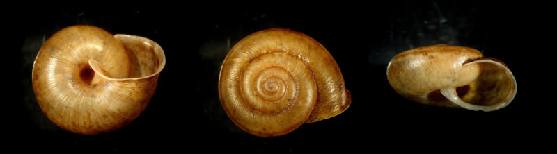 Chilostoma(Campylaea)planospira occultatum (Paulucci, 1886)