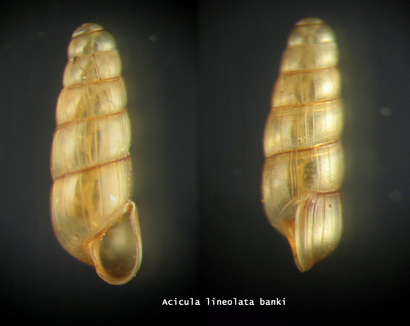 Acicula lineata sublineata (Andreae, 1883) - Alpi Apuane