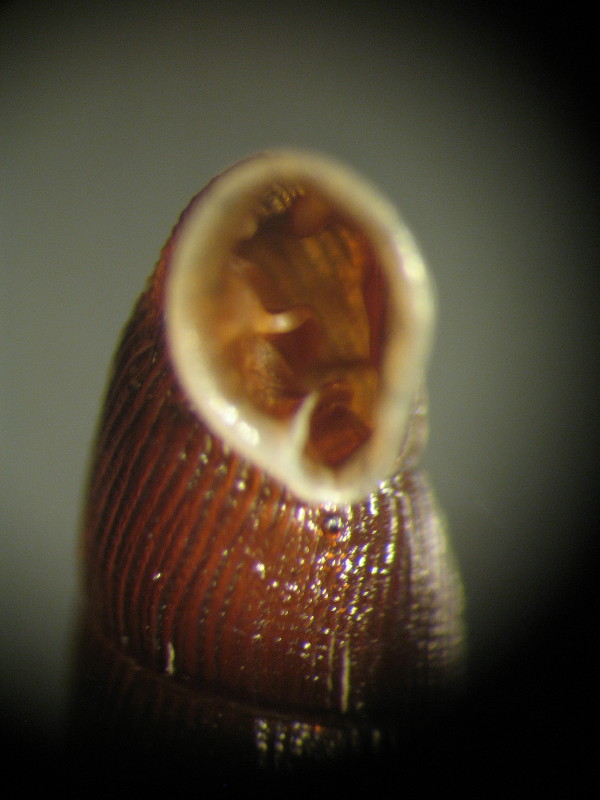 Clausilia (Clausilia) rugosa pinii Westerlund, 1878