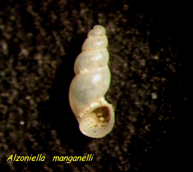 Alzoniella manganellii Bodon, Cianfanelli & Talenti, 1997