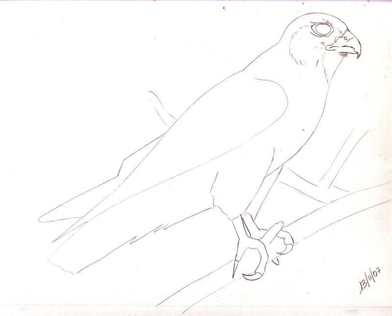 Disegnare gli uccelli - Prima lezione