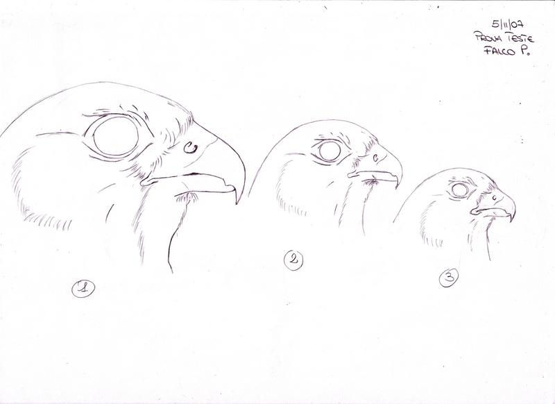 Disegnare gli uccelli - Prima lezione