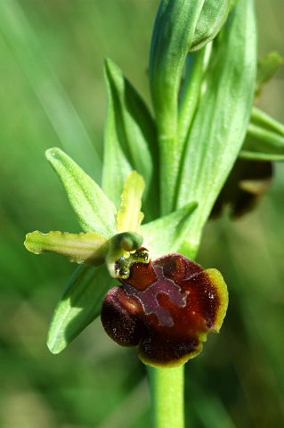 Ophrys Sphegodes ?