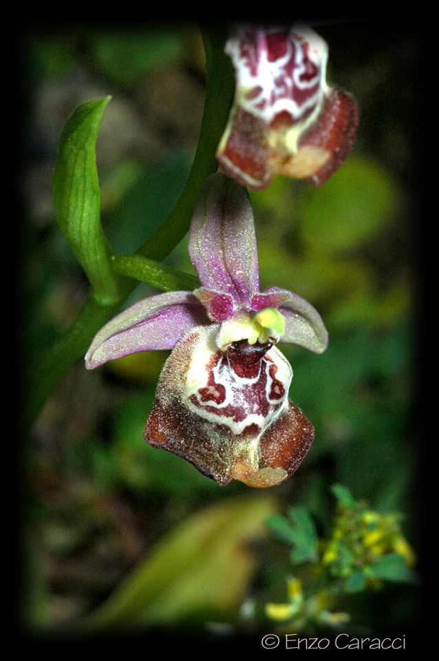 Ophrys oxyrrhynchos, Ophrys calliantha e loro ibrido