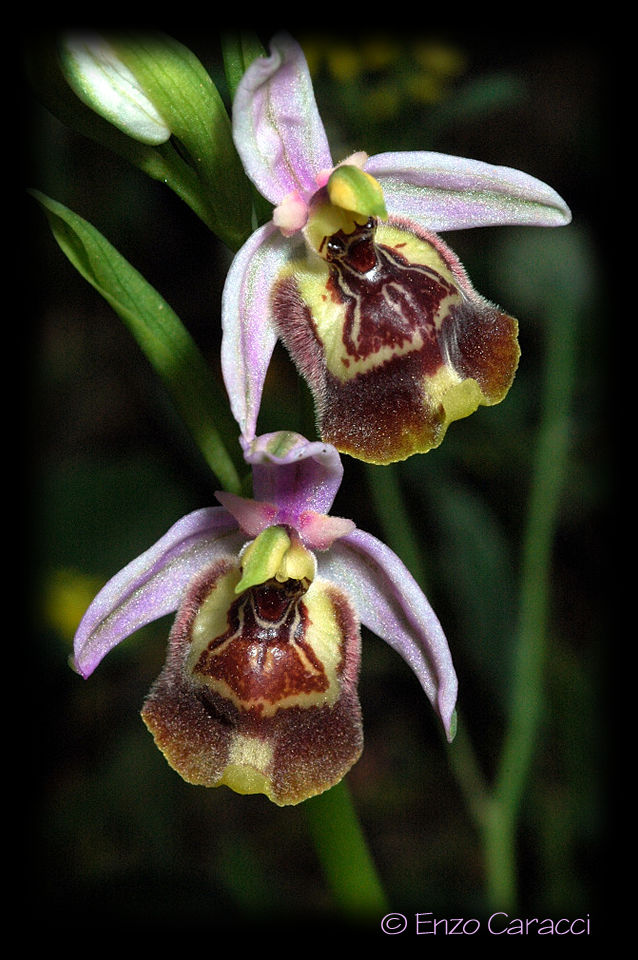 Ophrys oxyrrhynchos, Ophrys calliantha e loro ibrido