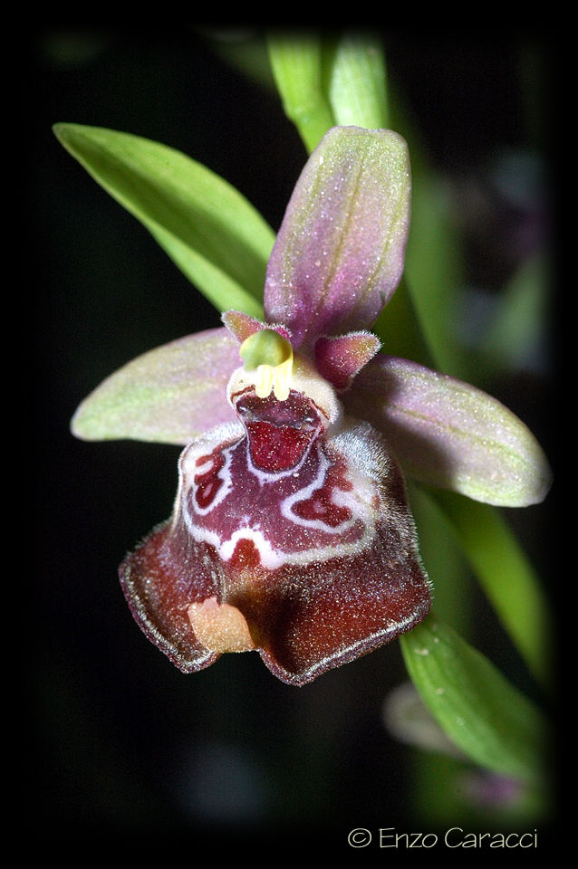 Ophrys oxyrrhynchos, Ophrys calliantha e loro ibrido