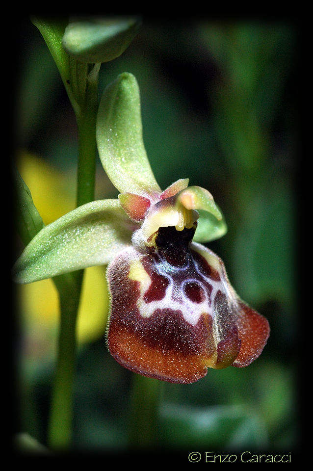 Ophrys oxyrrhynchos, Ophrys calliantha e loro ibrido