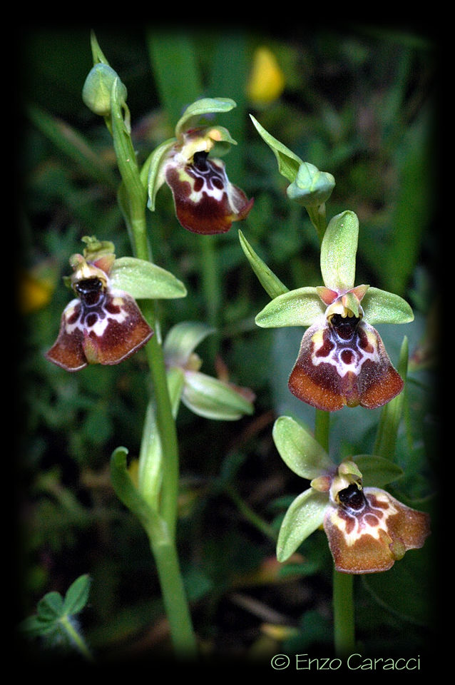 Ophrys oxyrrhynchos, Ophrys calliantha e loro ibrido