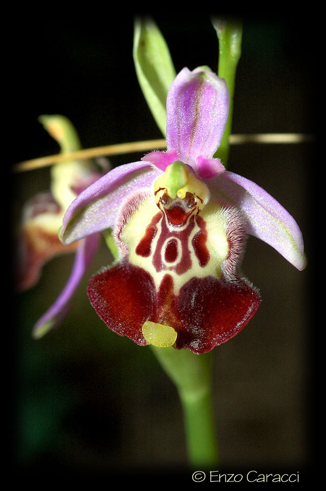 Ophrys oxyrrhynchos, Ophrys calliantha e loro ibrido