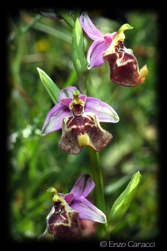 Ophrys oxyrrhynchos, Ophrys calliantha e loro ibrido