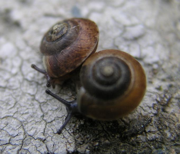 Hygromia (Hygromia) cinctella (Draparnaud, 1801)