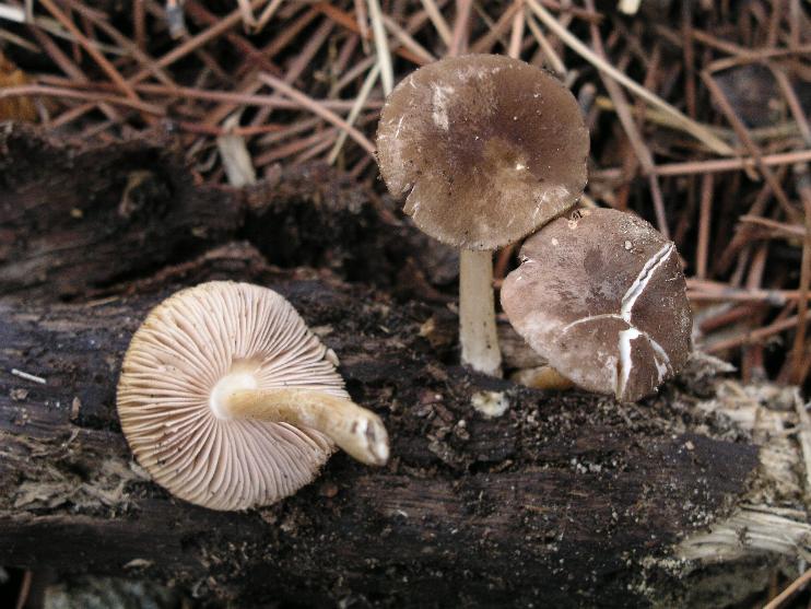 Pluteus cinereofuscus? (cfr. Pluteus nanus)