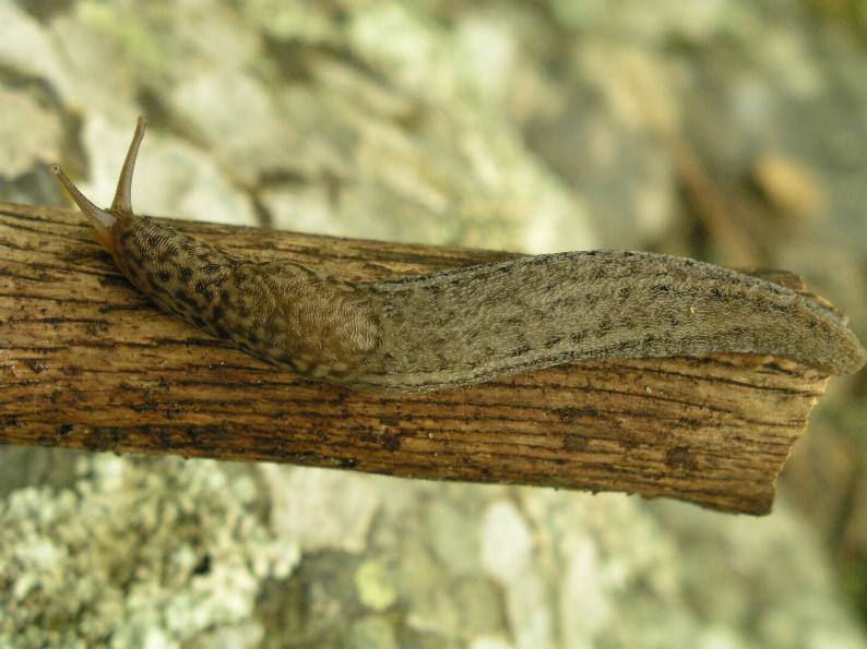 Limax calabresi da San Pietro in Guarano (CS)