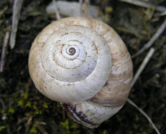 Cernuella virgata