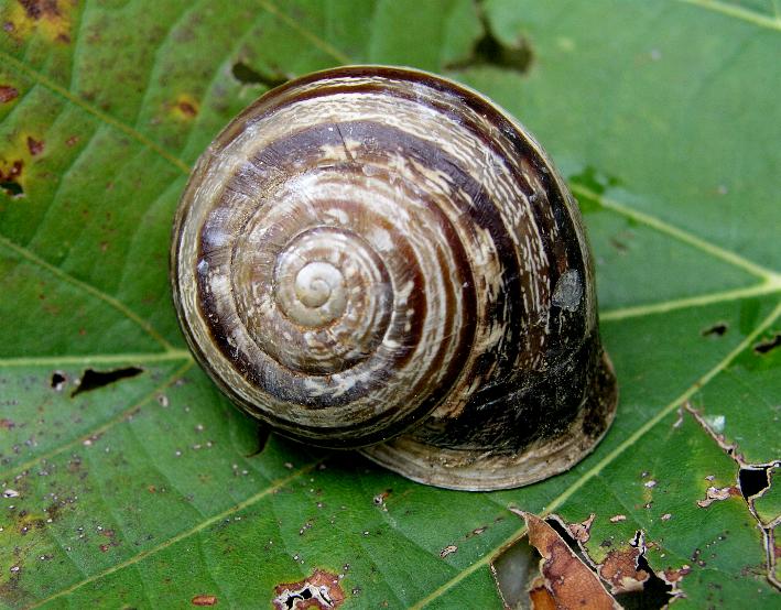 Eobania vermiculata (O.F. Mller, 1774)