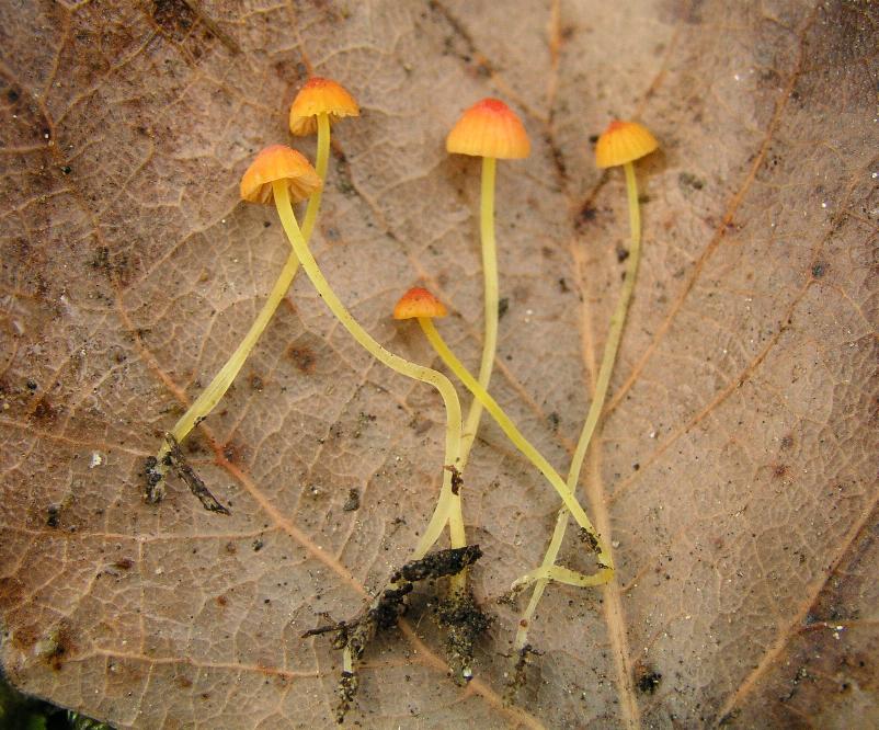 Mycena acicula (Schaeff.) P. Kumm