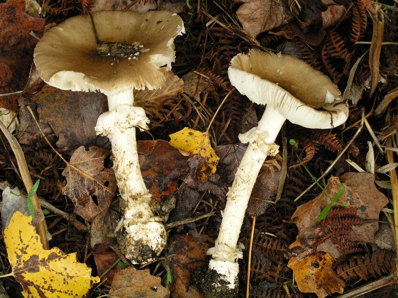 Amanita pantherina