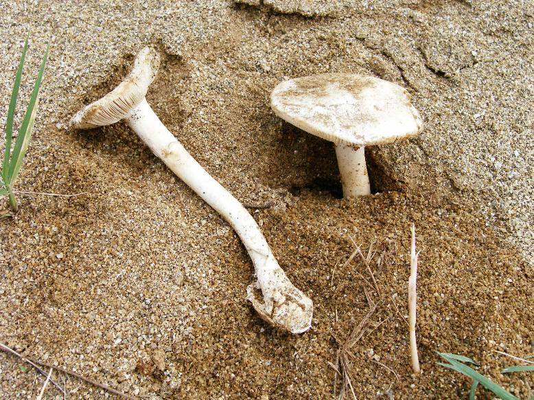 Amanita gilbertii var. subverna Bertault & Parrot