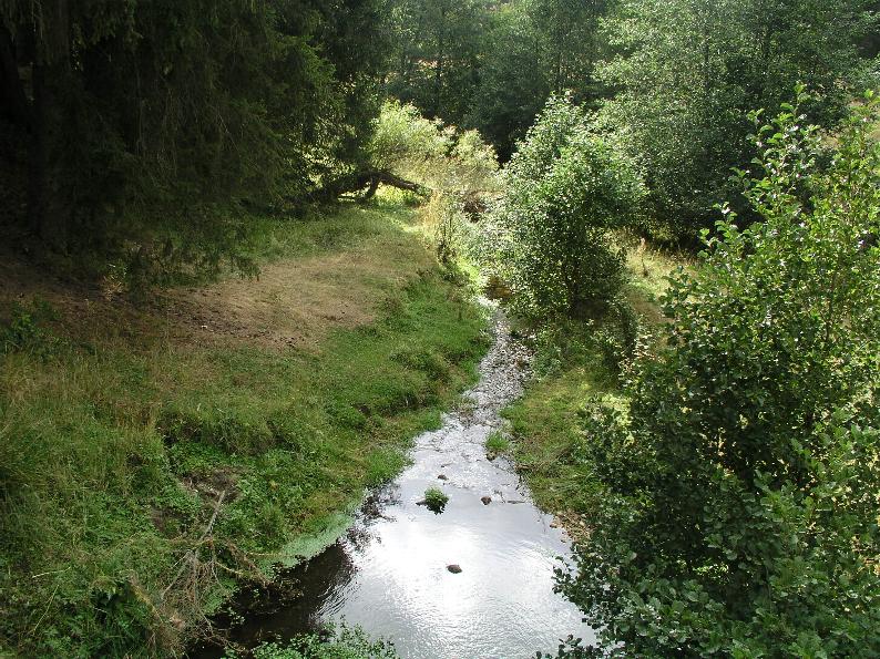 Galerina  nel Parco Naz. della Sila