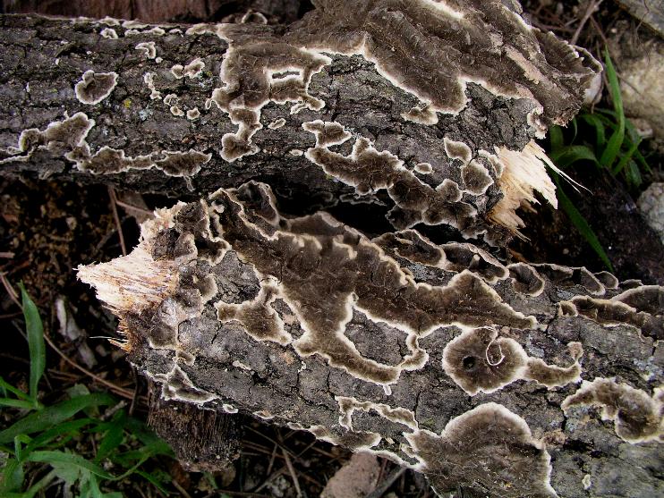 Lignicolo....bianconero (Lopharia spadicea)