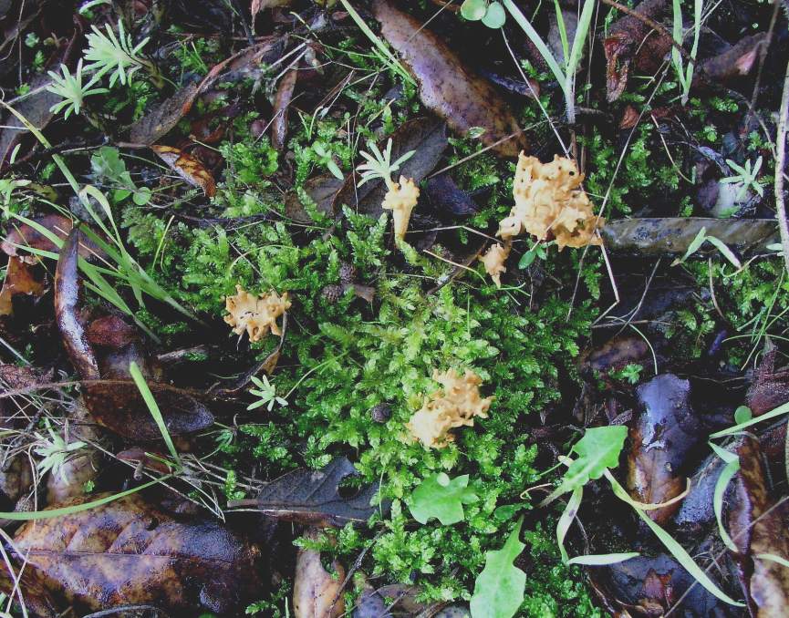 Ramaria clavarioides