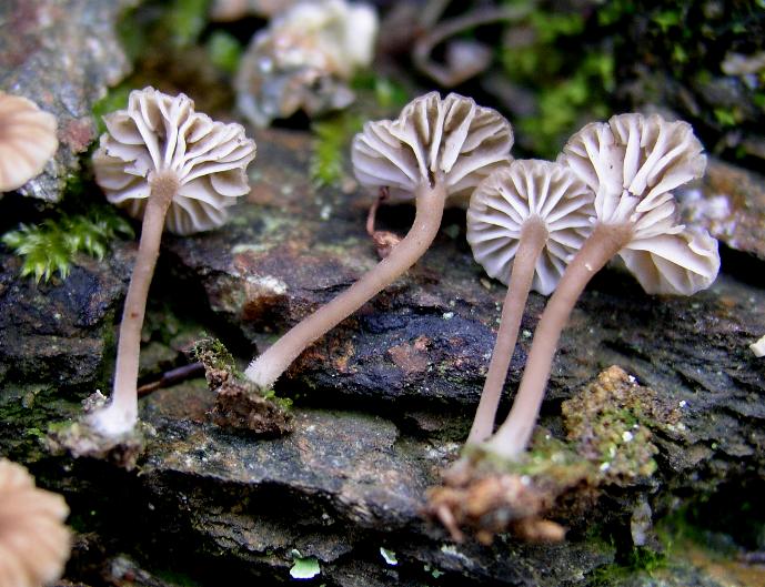 Hemimycena  ignobilis?