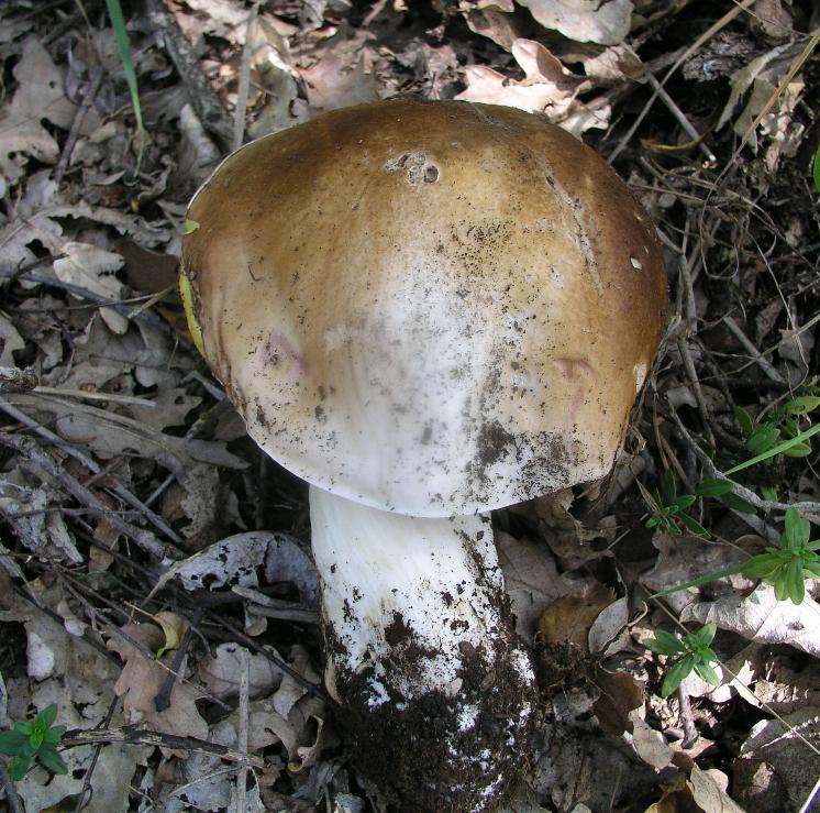 Boletus ....invernale