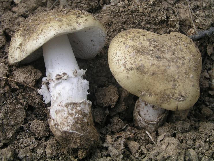 Amanita gilbertii var. gilbertii Beaus.