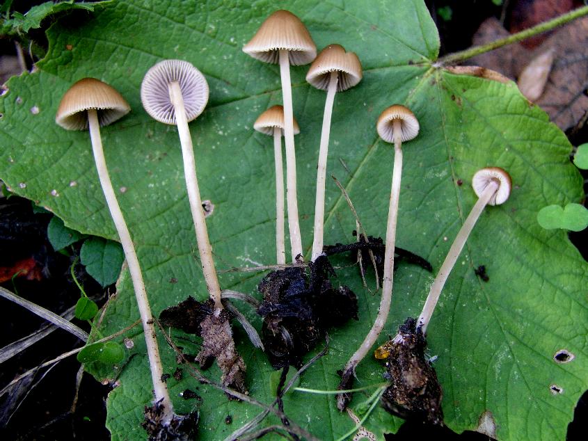 Conocybe....Galerella?