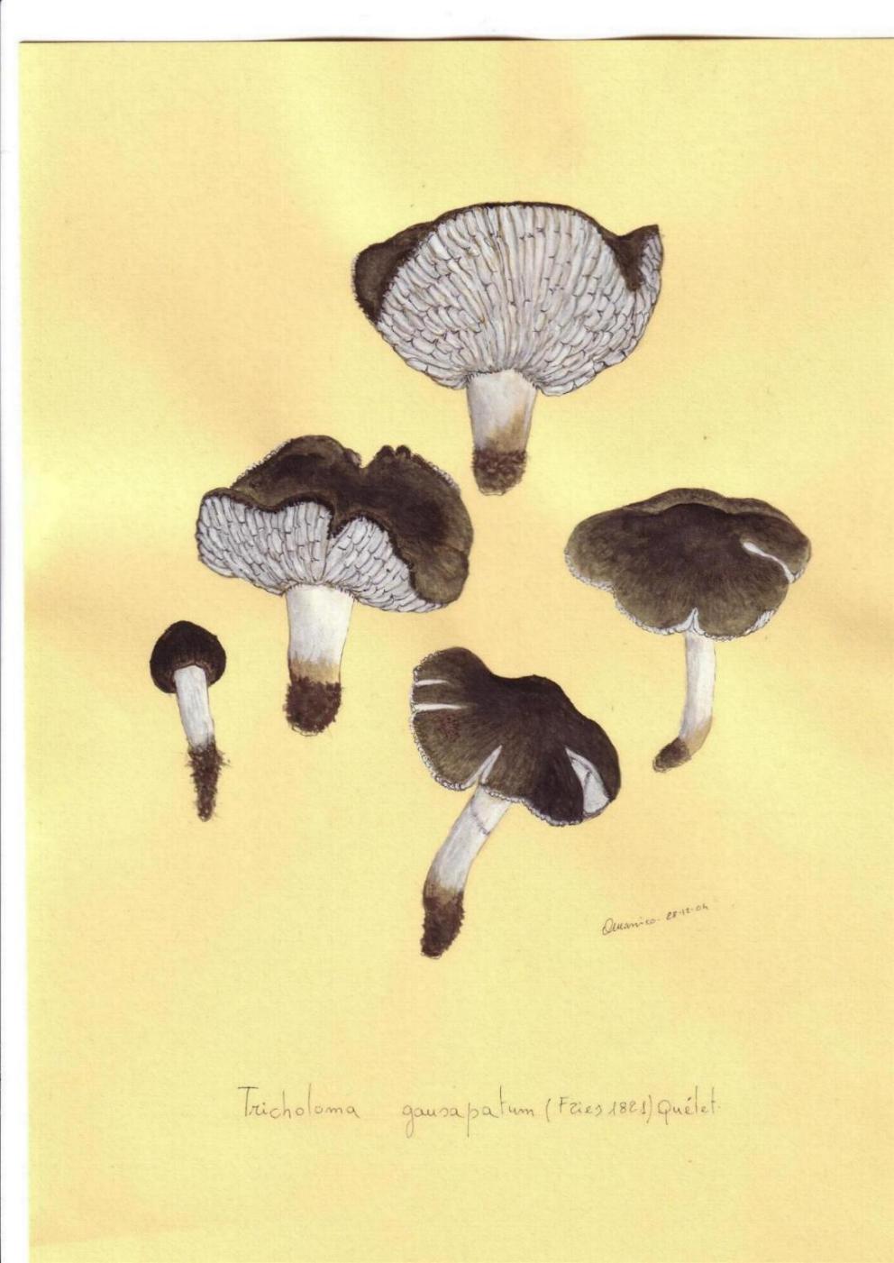 Tricholoma gausapatum (Fr.) Qul.