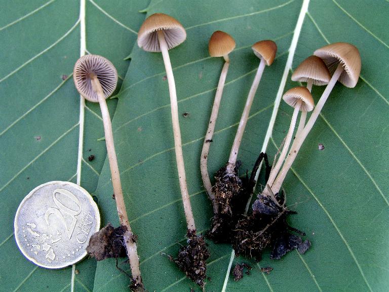 Conocybe....Galerella?