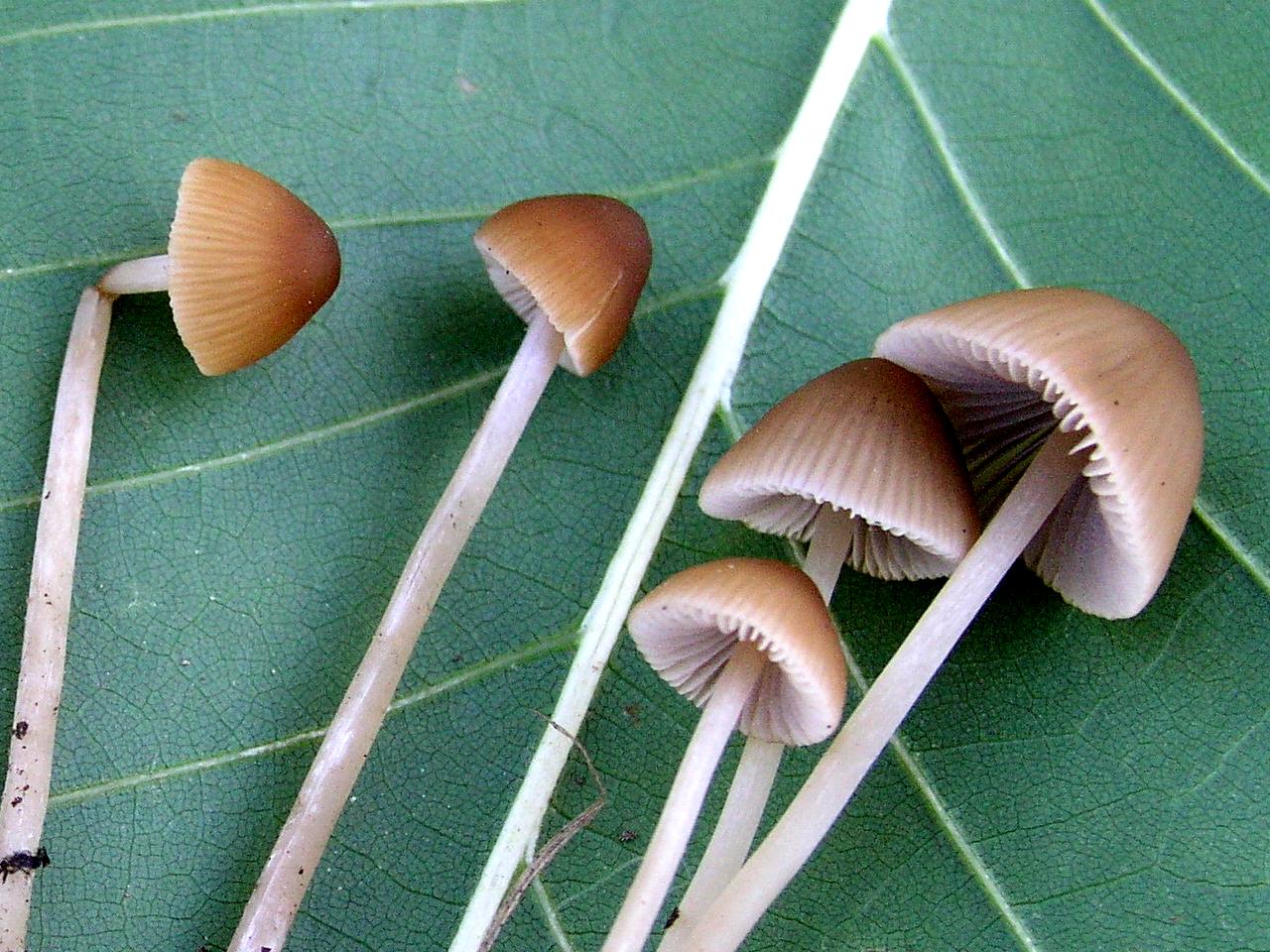 Conocybe....Galerella?