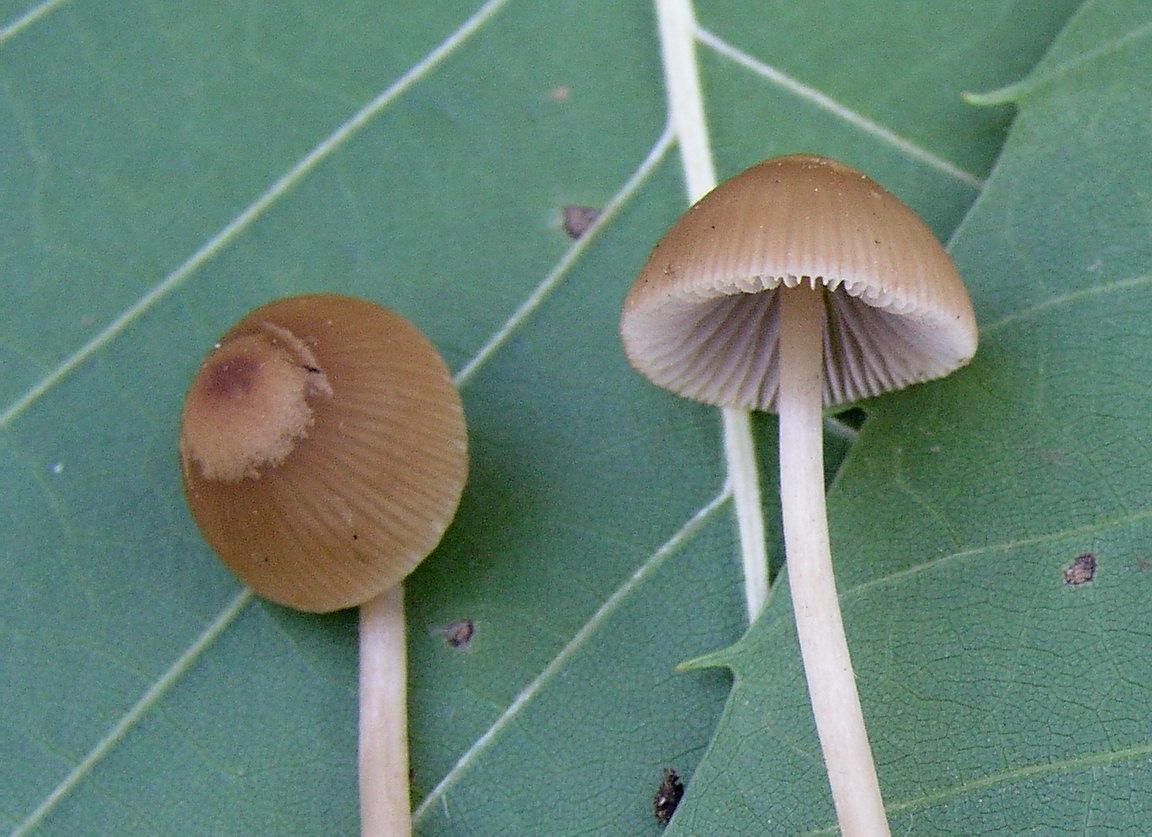 Conocybe....Galerella?