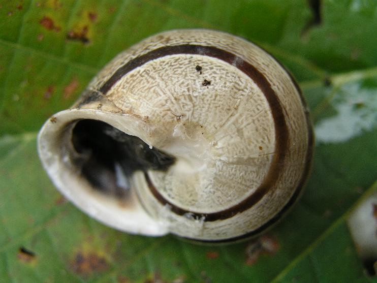 Eobania vermiculata (O.F. Mller, 1774)