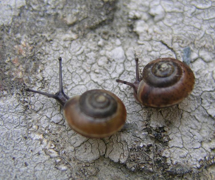 Hygromia (Hygromia) cinctella (Draparnaud, 1801)