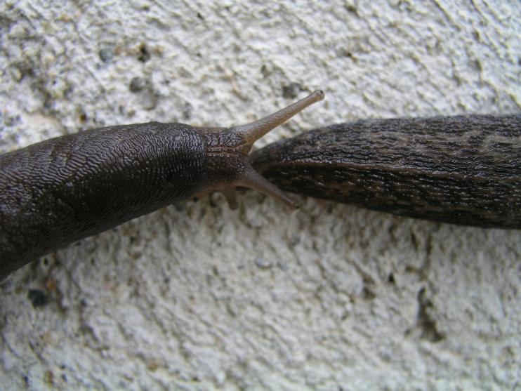 Limax sp. n. da Cosenza (CS)