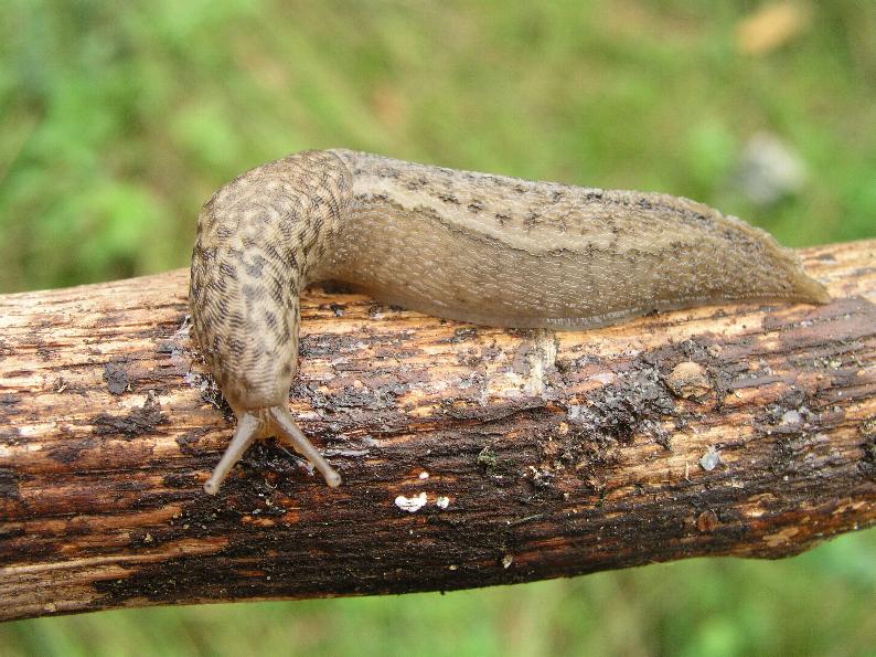 Limax calabresi da San Pietro in Guarano (CS)