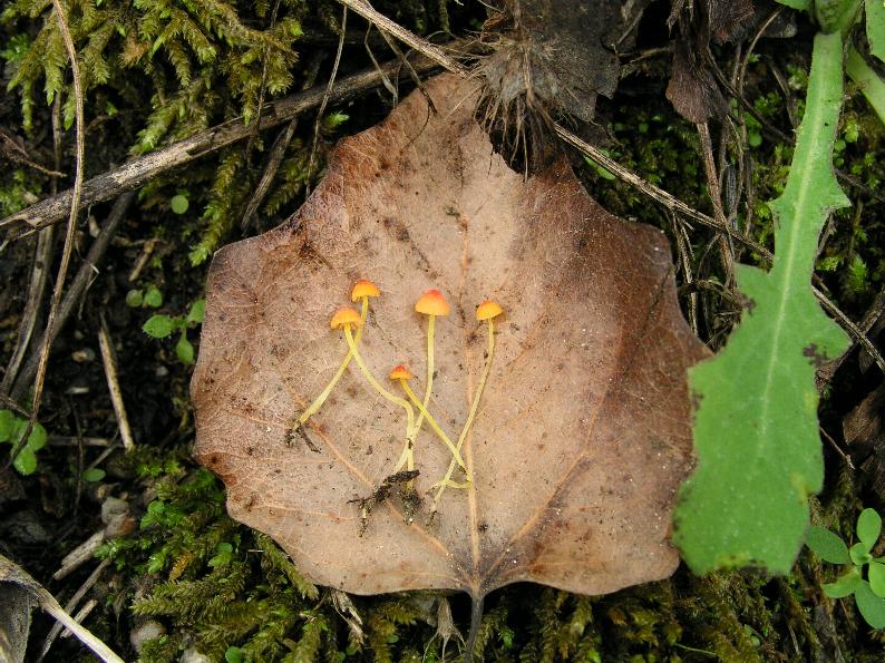 Mycena acicula (Schaeff.) P. Kumm