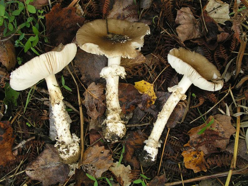 Amanita pantherina